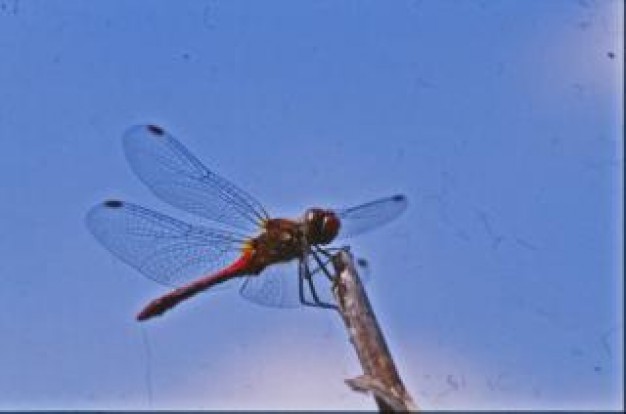 Insect wing dragonfly Dragonflies insect wings about Insect Fly